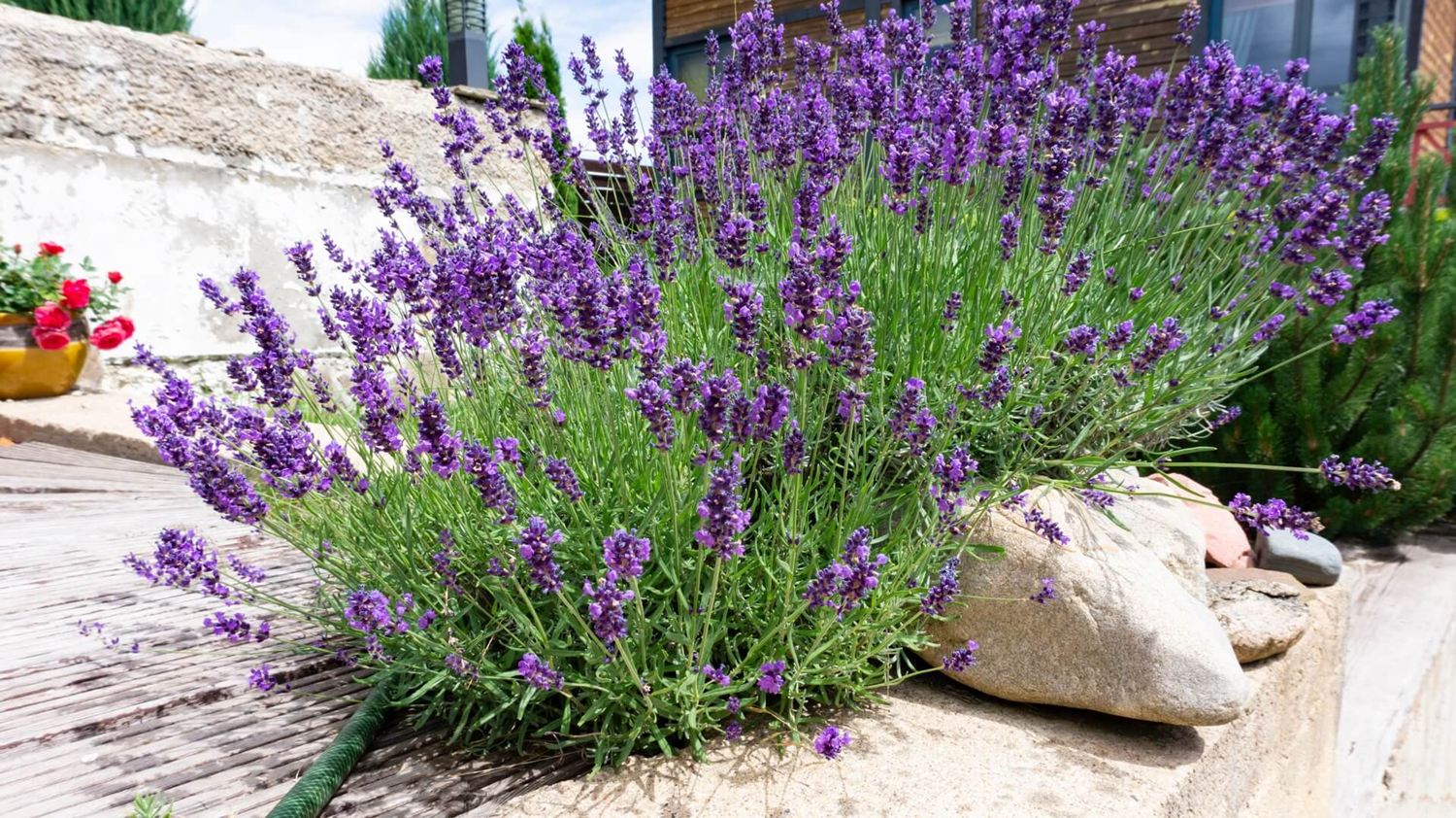 Lavendel